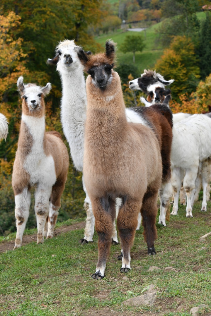 Llama and alpaca walks · ☆5.0