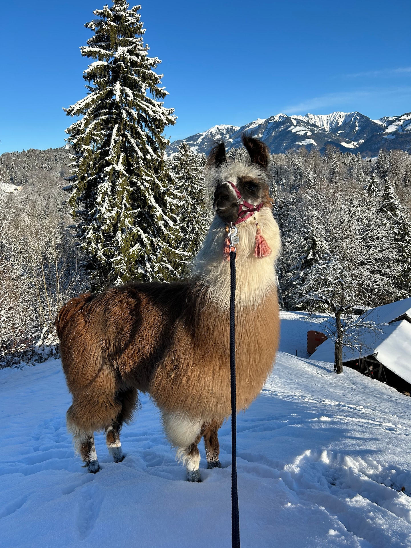 Llama and alpaca walks · ☆5.0