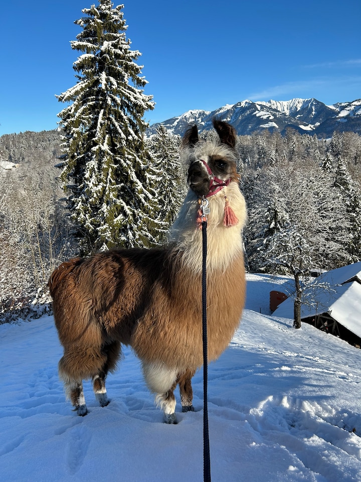 Llama and alpaca walks · ☆5.0