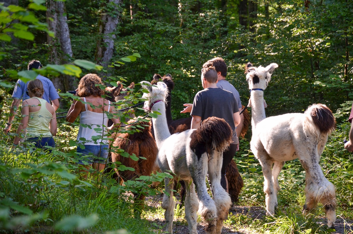 Llama and alpaca walks