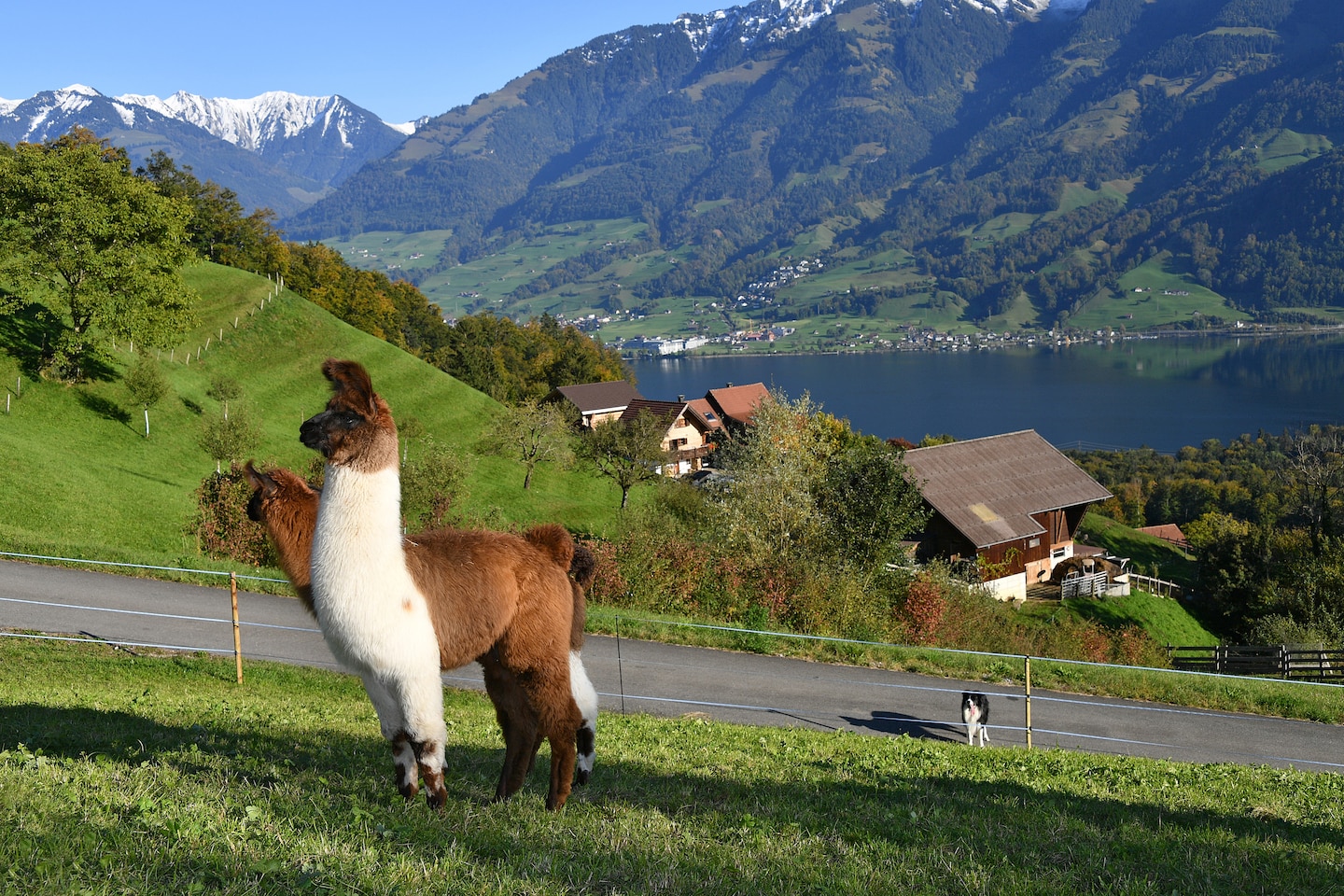 Llama and alpaca walks · ☆5.0
