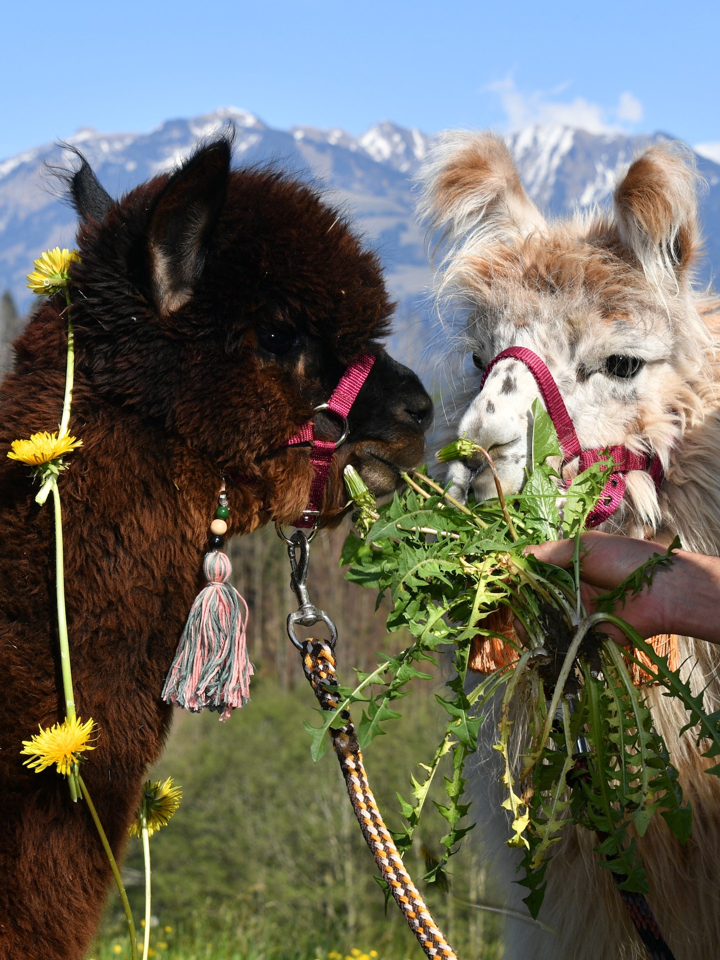 Llama and alpaca walks · ☆5.0