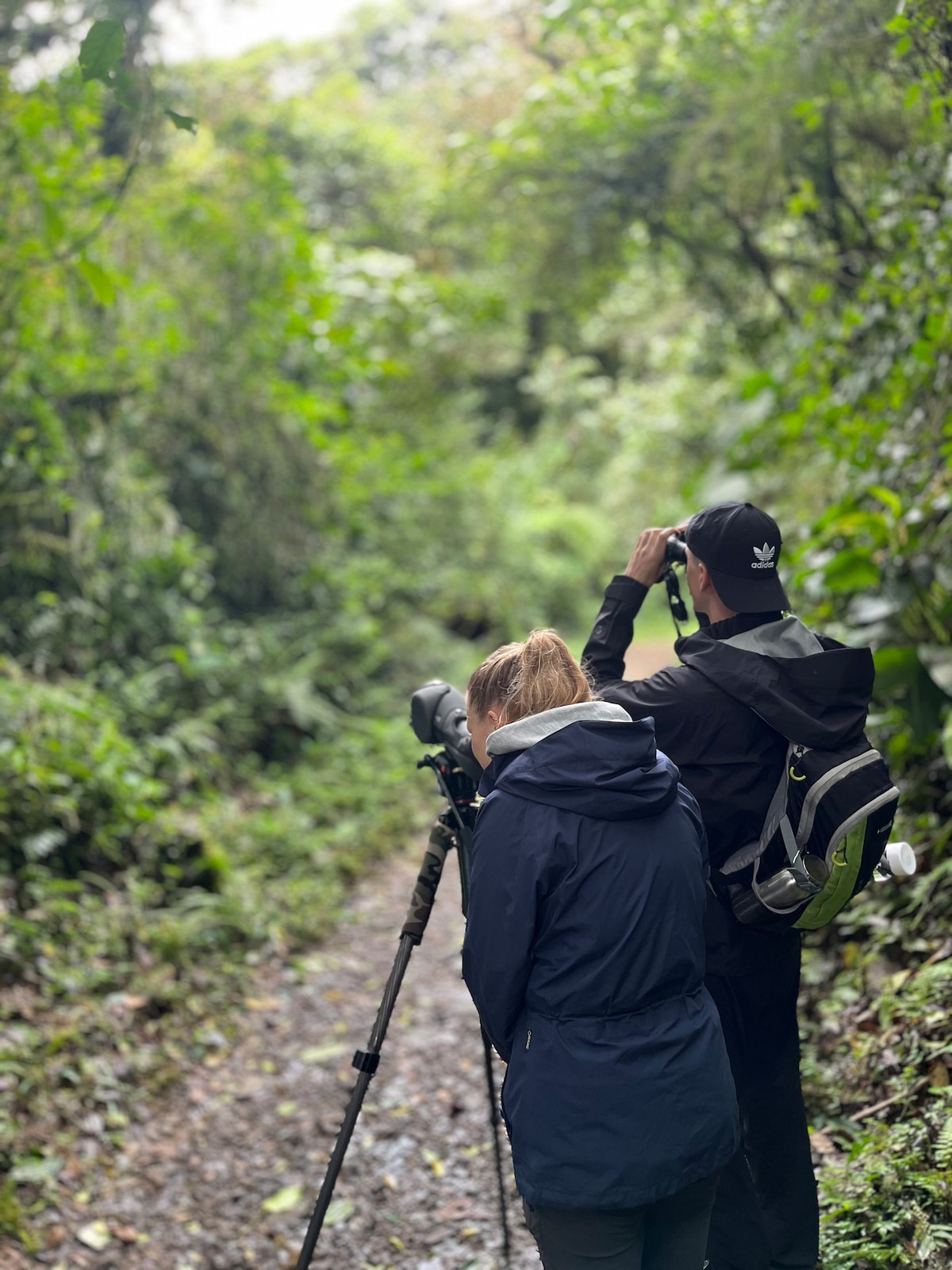 Observation des oiseaux entre nuages et forêt de Monteverde