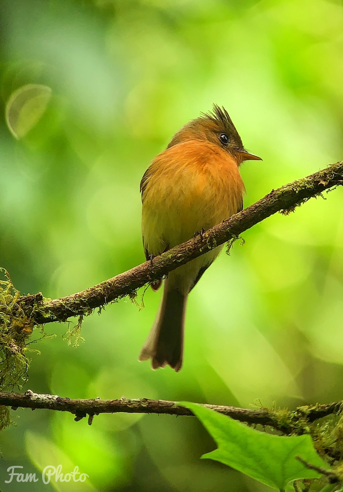 Observation des oiseaux entre nuages et forêt de Monteverde