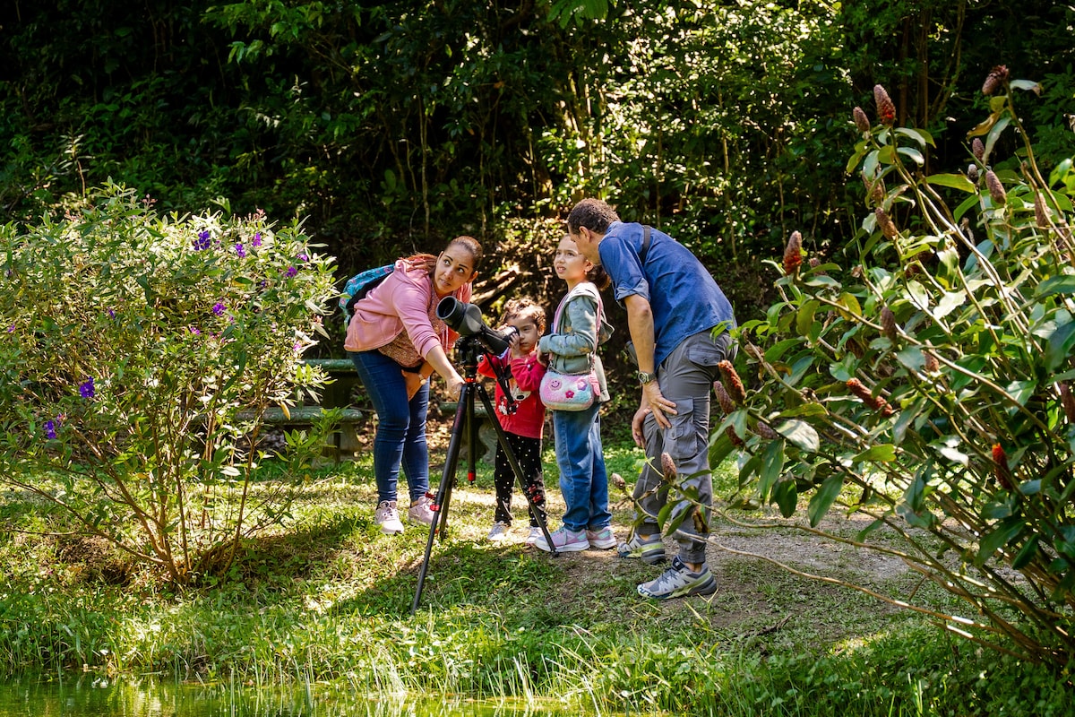 Birding tour between clouds and forest Monteverde