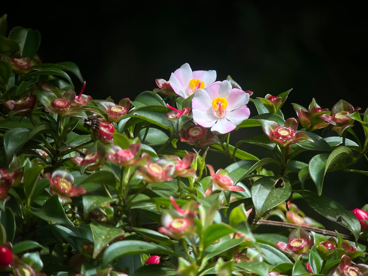 Explore the cloud forest in Monteverde