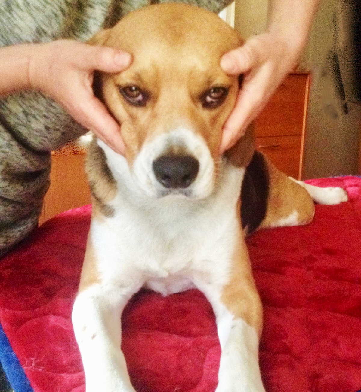 Faites du yoga avec votre chien