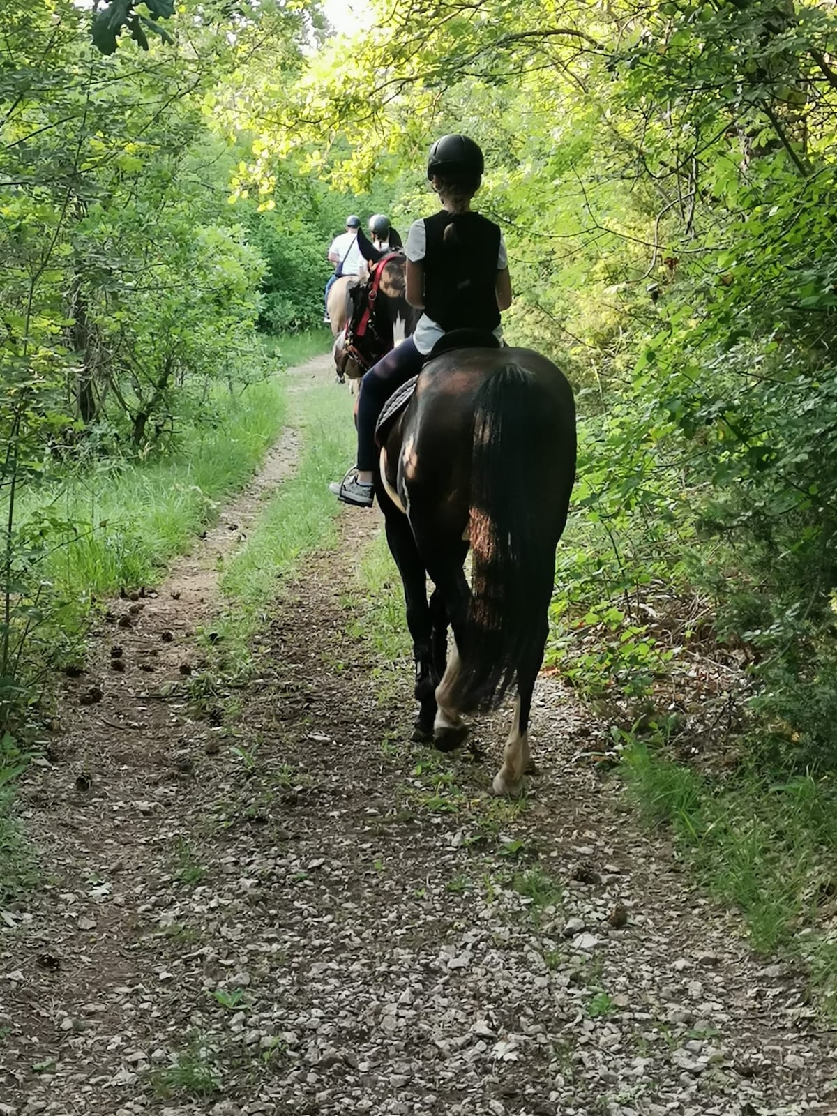 Short forest adventure