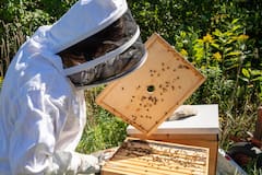 Explore the secret life of bees