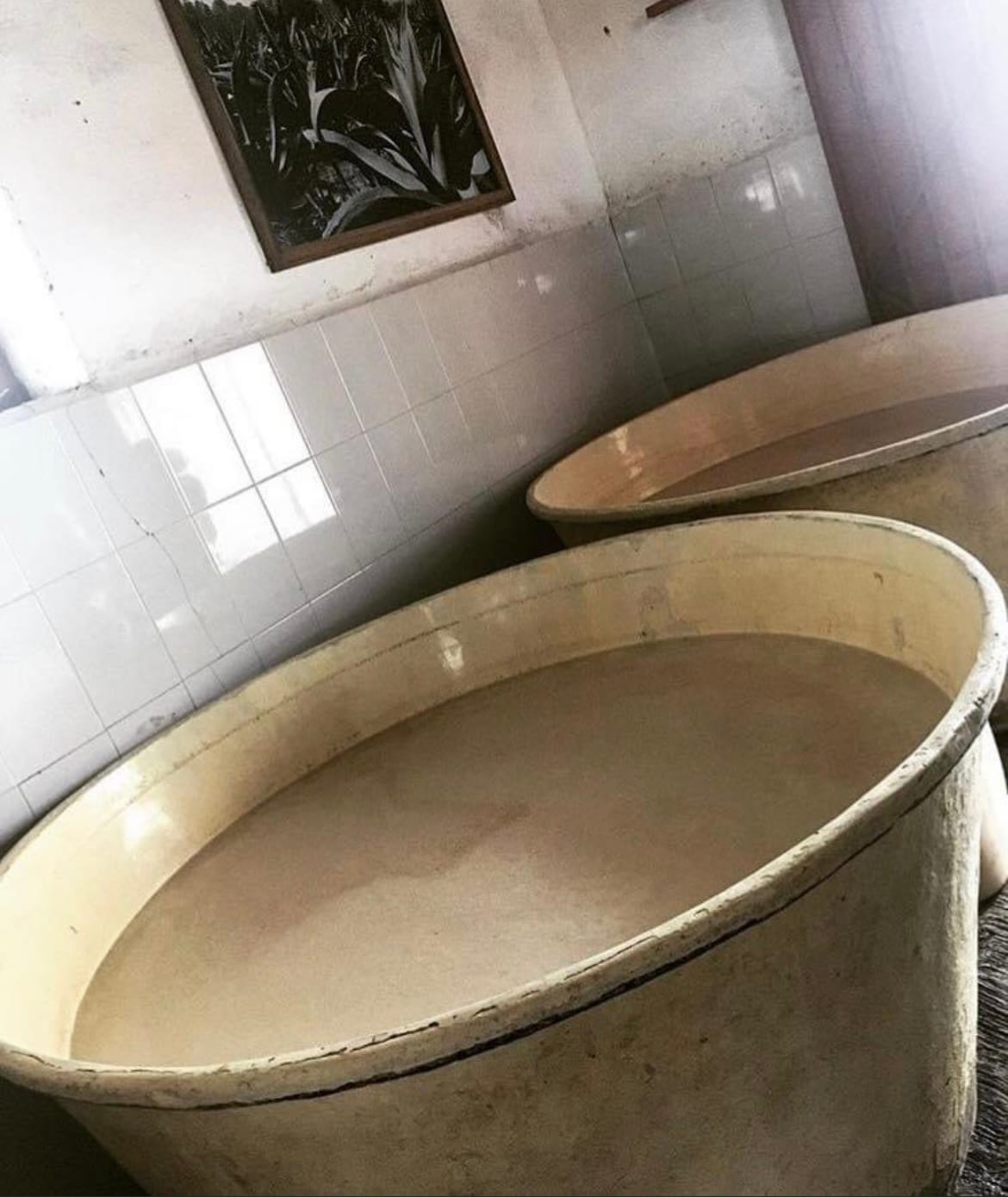 Tour La Ruta Del Pulque En Rancho San Isidro