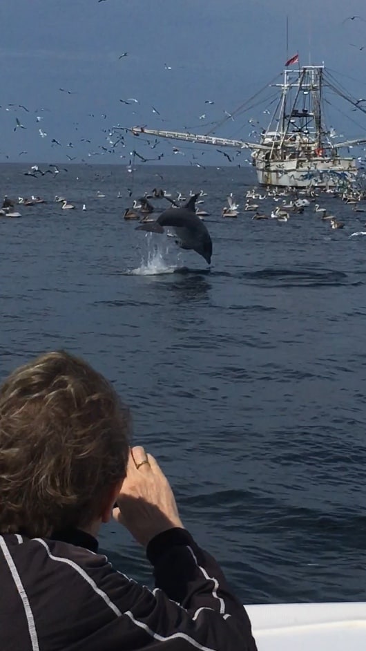 Explore dolphins and wildlife