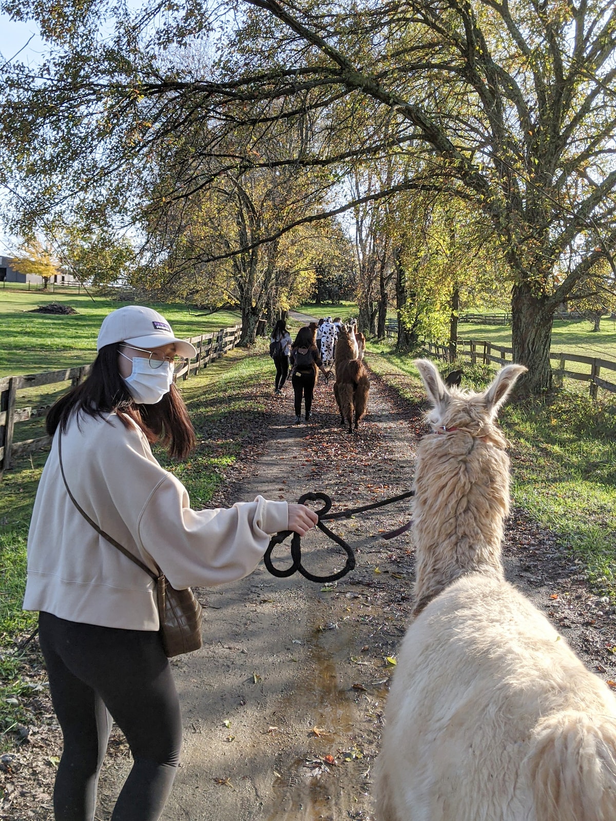 Nature Walk with Llamas