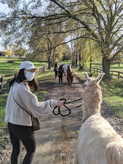 Nature Walk with Llamas