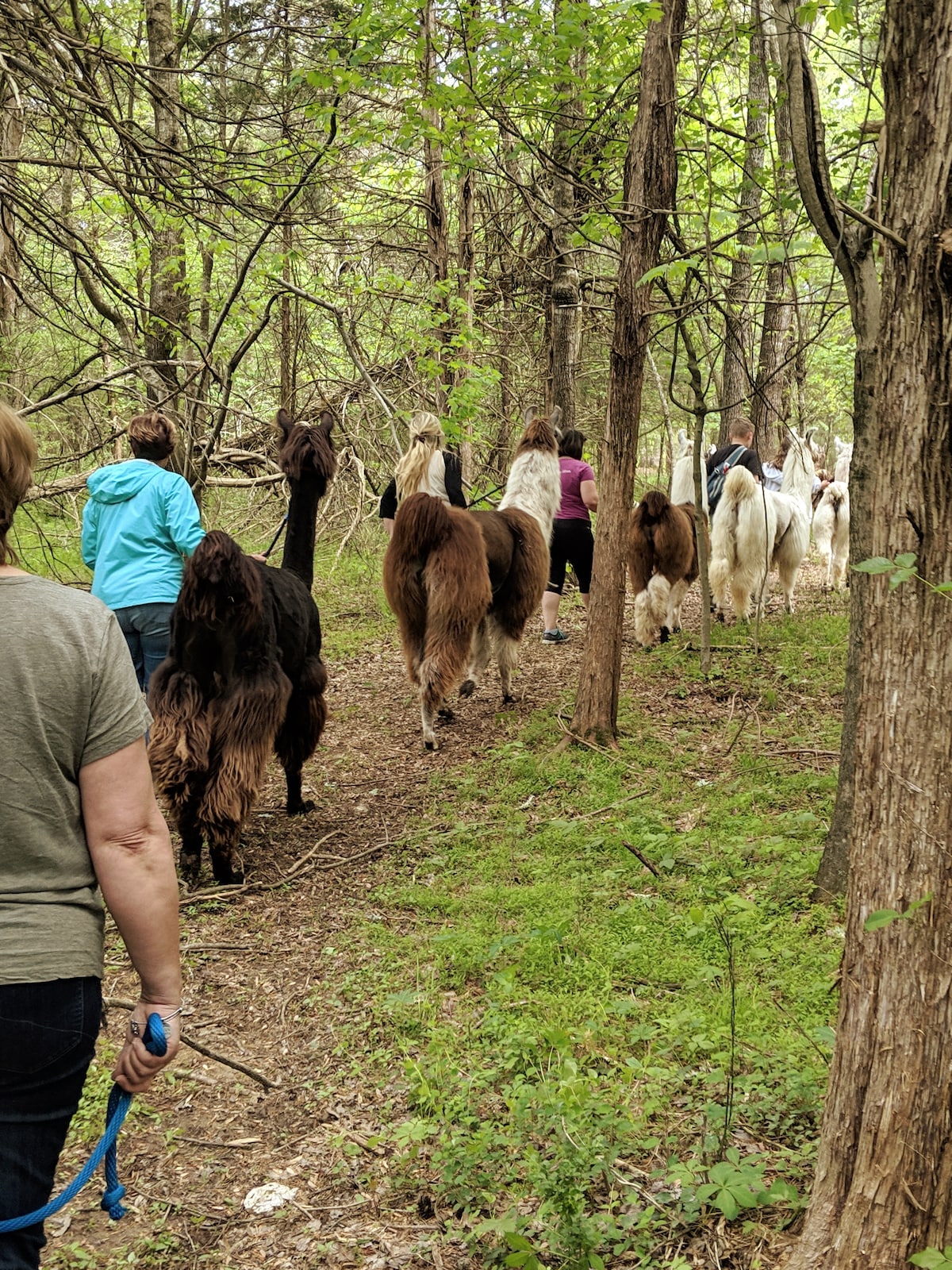 Nature Walk with Llamas
