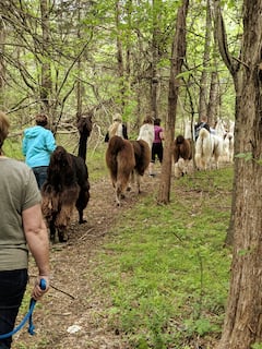 Nature Walk with Llamas
