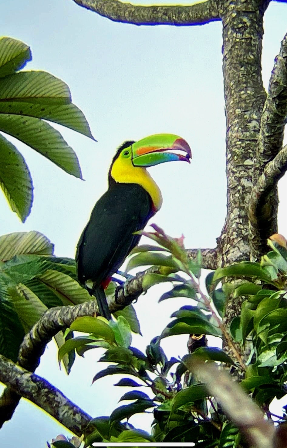 Monteverde cloud forest guided tour