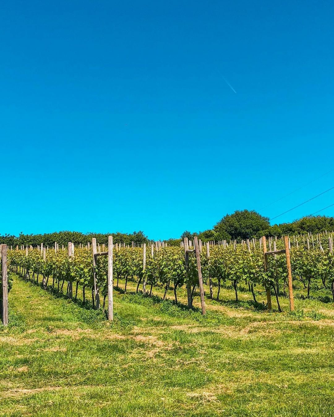 Besuche den Weinberg und das Weingut mit den Eigentümer:innen