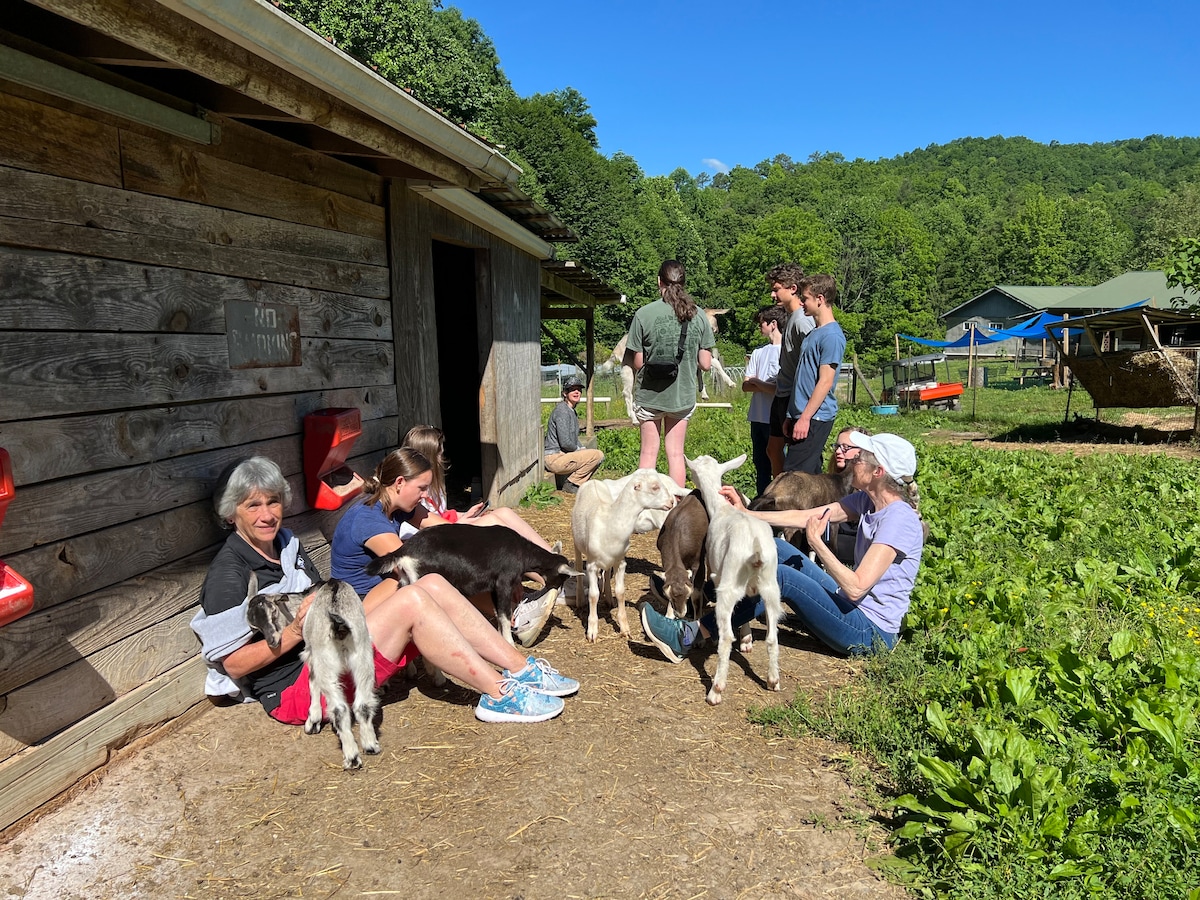 Explore a goat farm and taste a variety of cheese