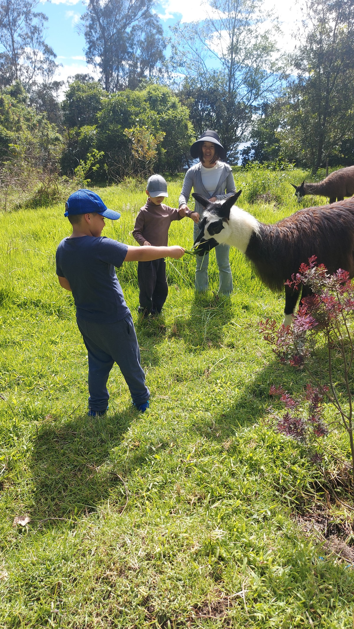 Trekking and Fauna in Eucalyptus forest
