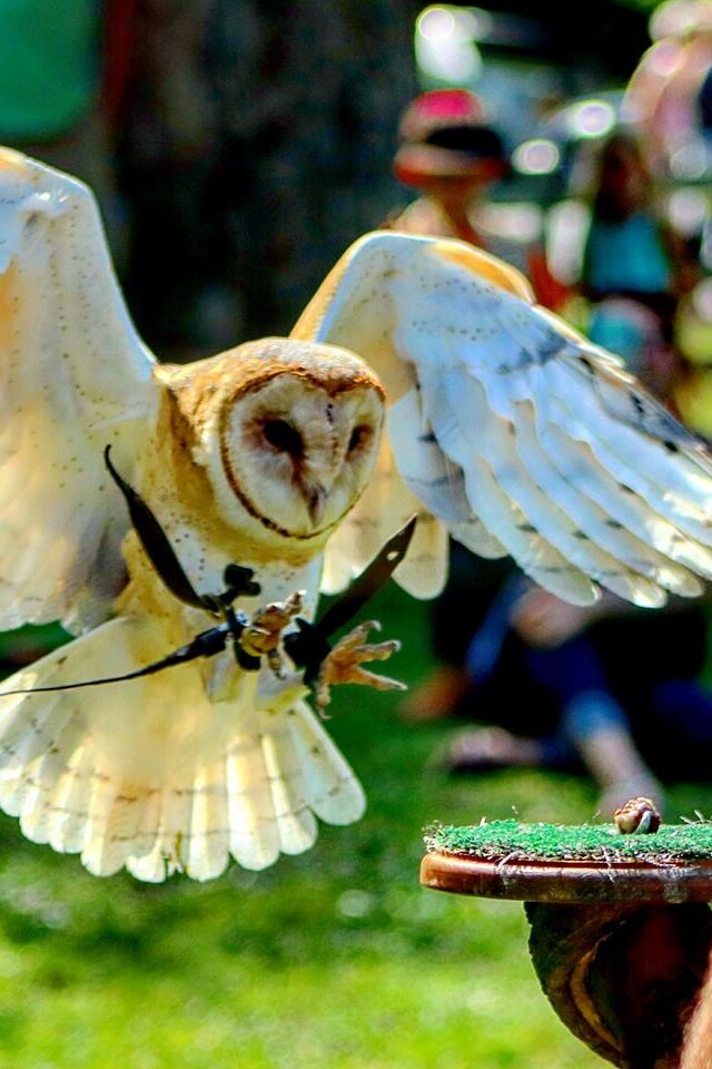 Discover the ancient sport of falconry