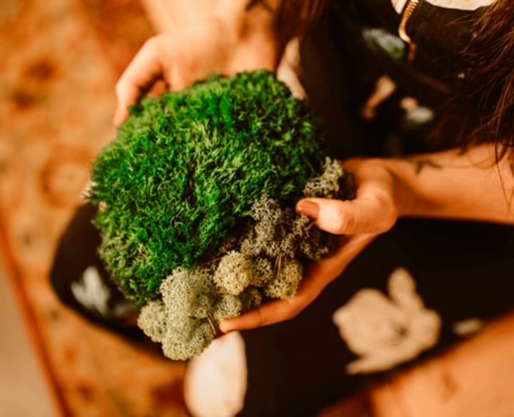 ⭐ Create Zen Moss Wall Art in San Francisco · ☆4.88