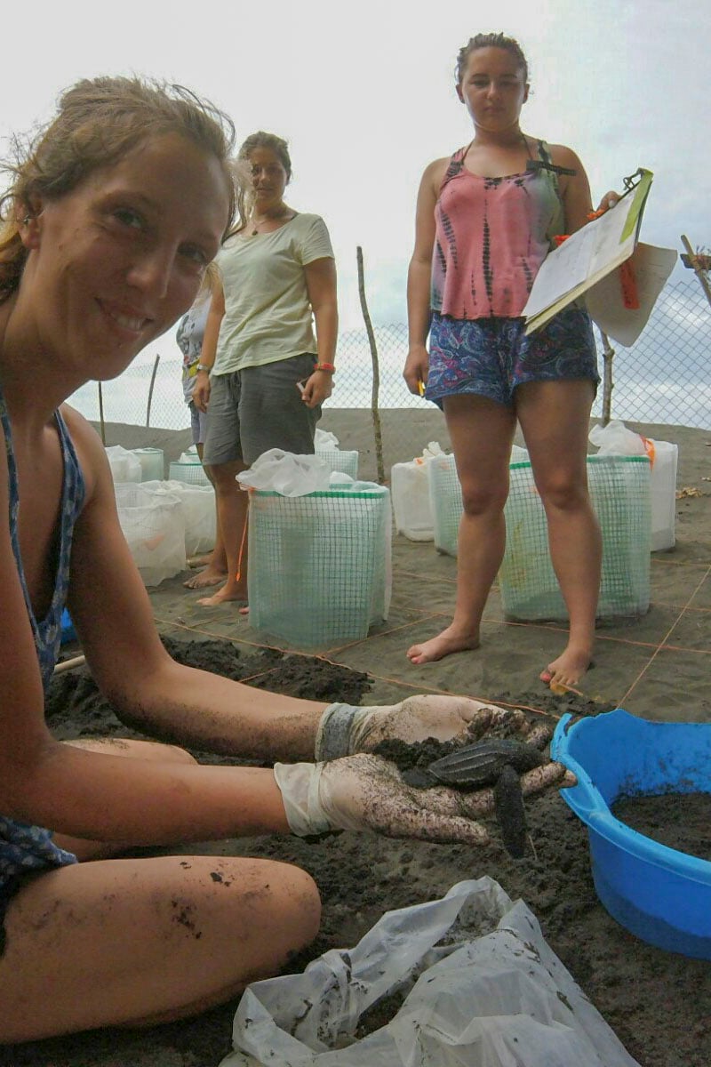 Conserve sea turtles