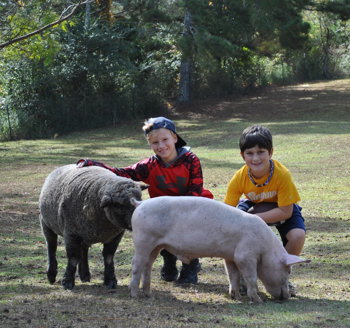 Soothe your soul at a farm sanctuary