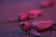 Libération de tortues marines au coucher du soleil