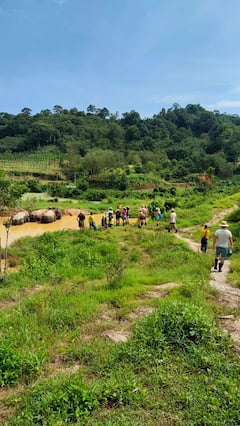 Visit Thai elephant sanctuary and big buddha view