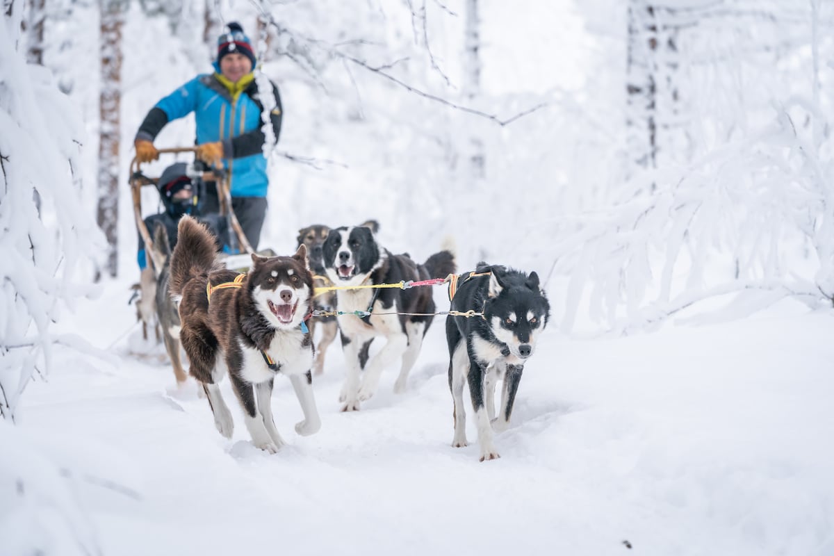 High-End & Intimate Dogsledding 2h from Tromsø