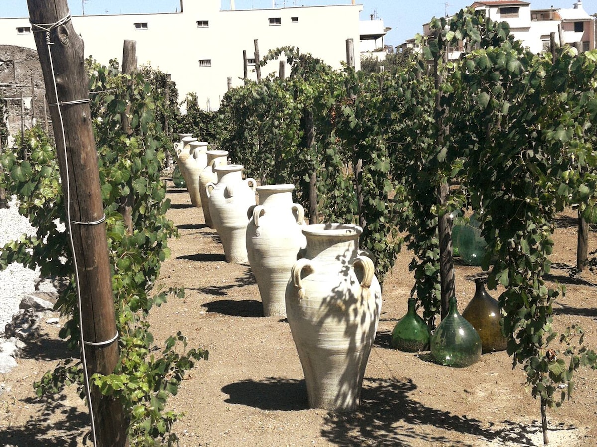 טעימות יינות וכרמי הליכה ליד פומפיי