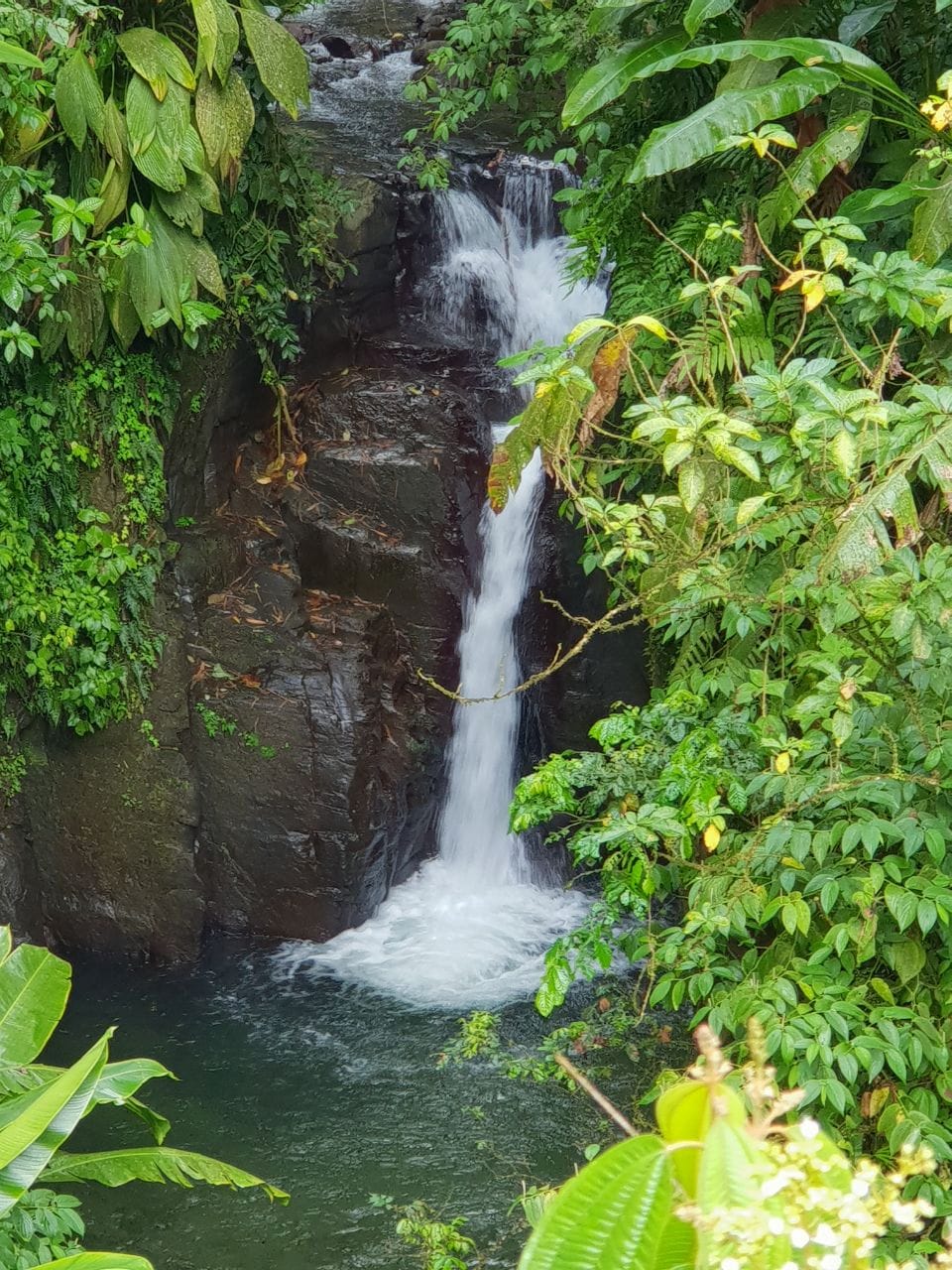 Walk through Martiniques North side with a local