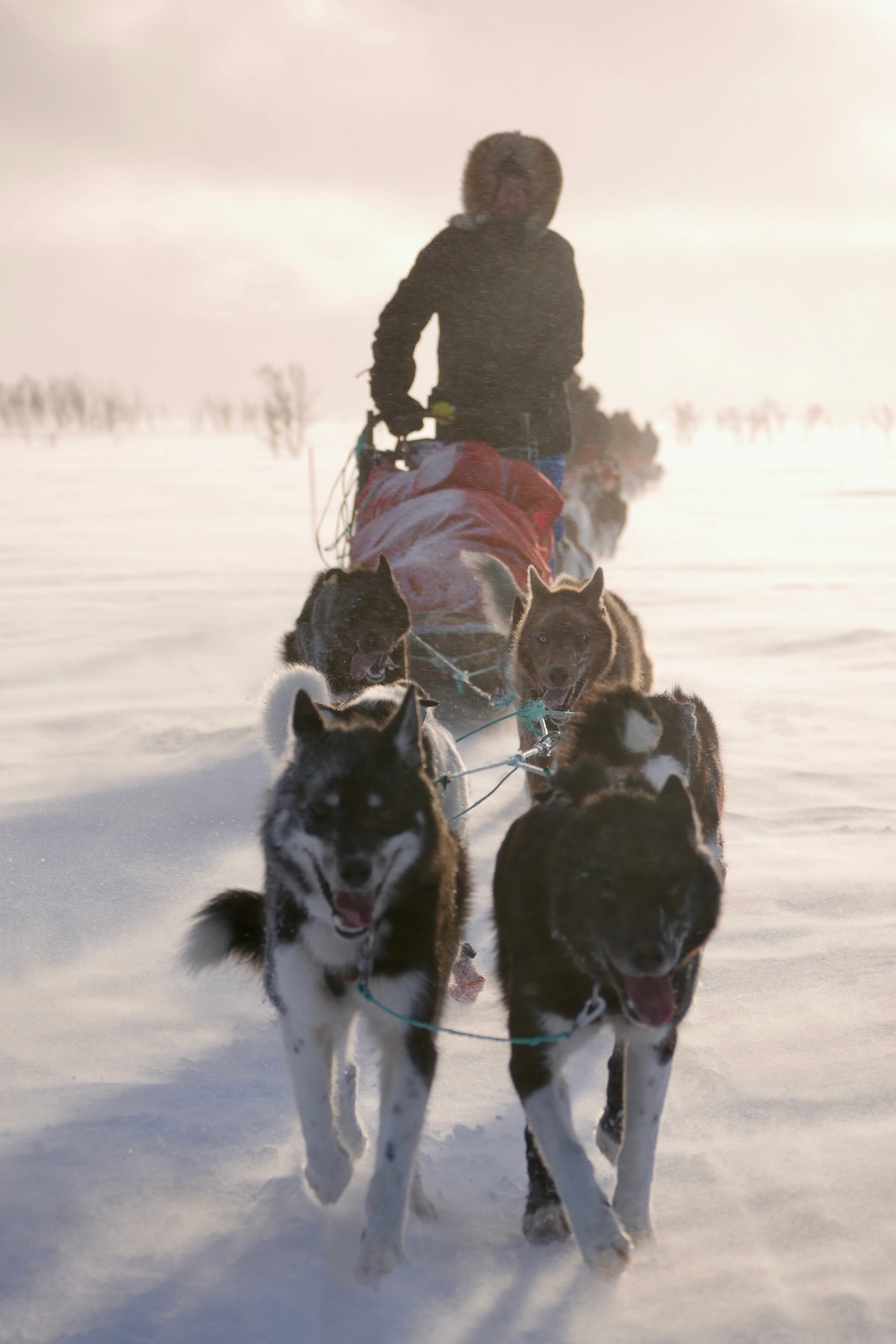 Dog sled ride through mountains