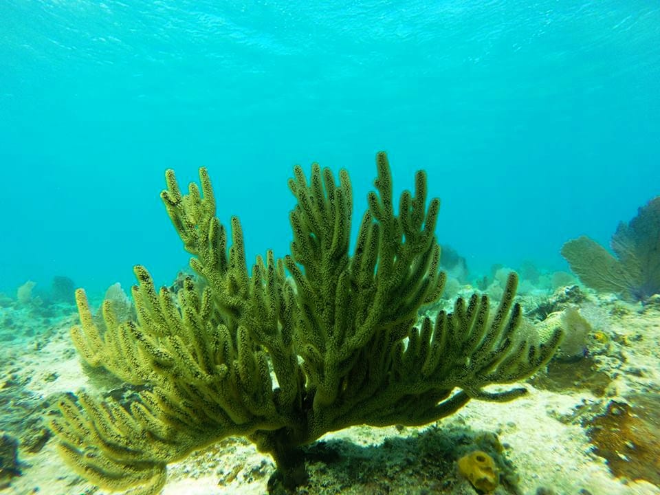 Snorkel Sosuas reefs with a local expert