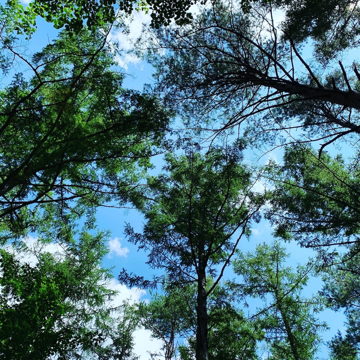 Cycling, trekking, and cave exploration in the forest at the foot of Mt. Fuji