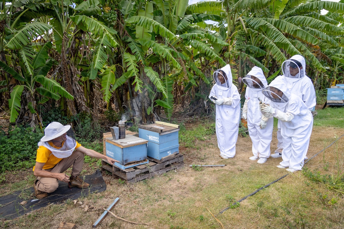 Learn how a Honey Farm works with a beekeper
