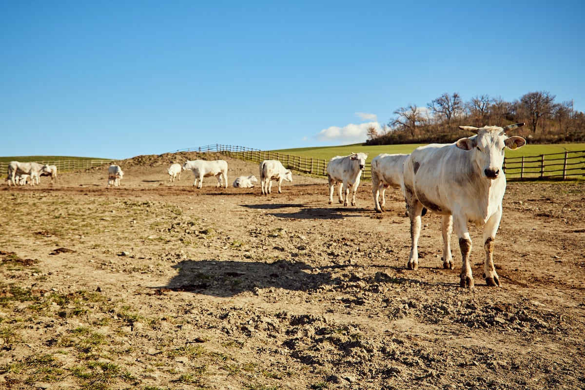 Fresh pasta course in Val dOrcia