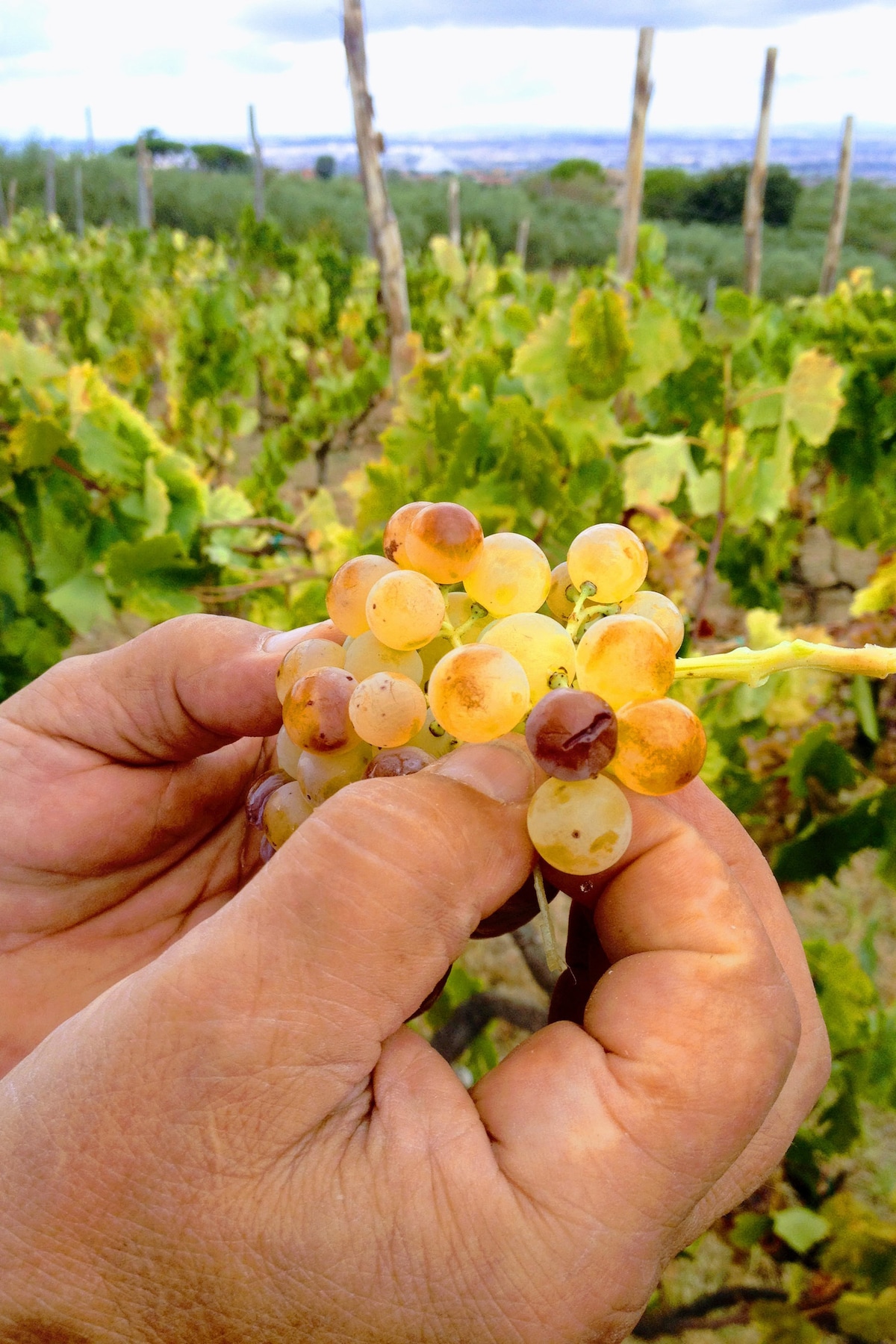 Visite des vignobles de Frascati et déjeuner à la ferme