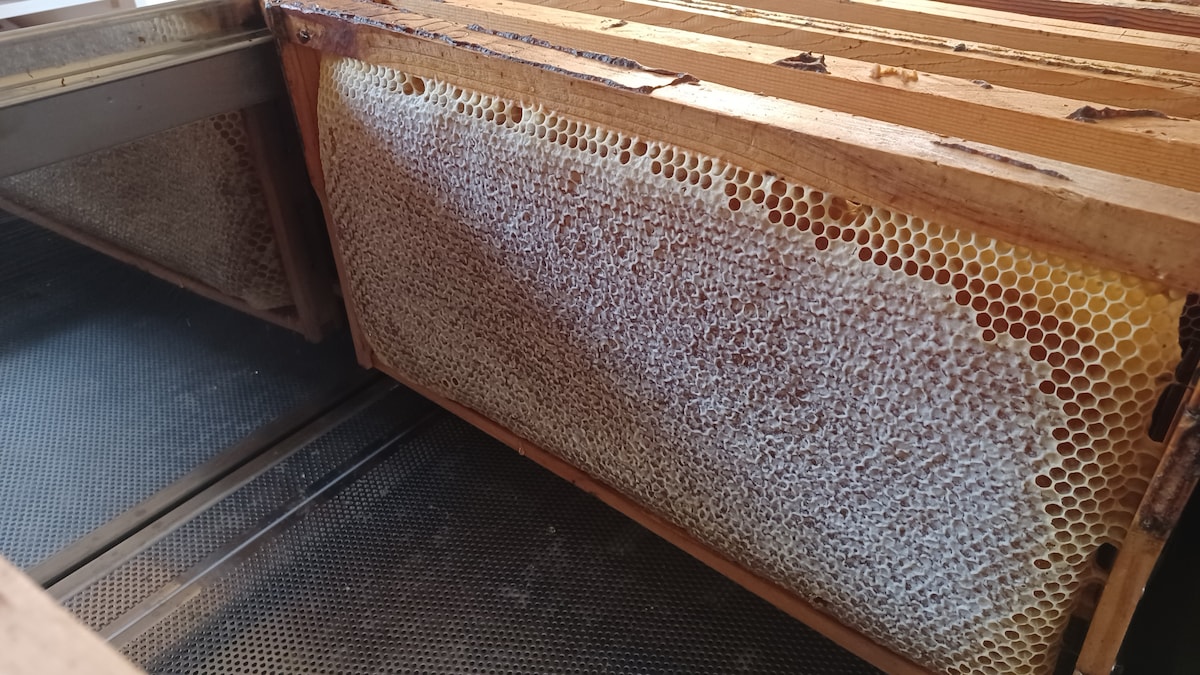 Taste & learn all about Greek honey with an expert