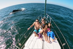 Nada y haz surf de remo con delfines salvajes
