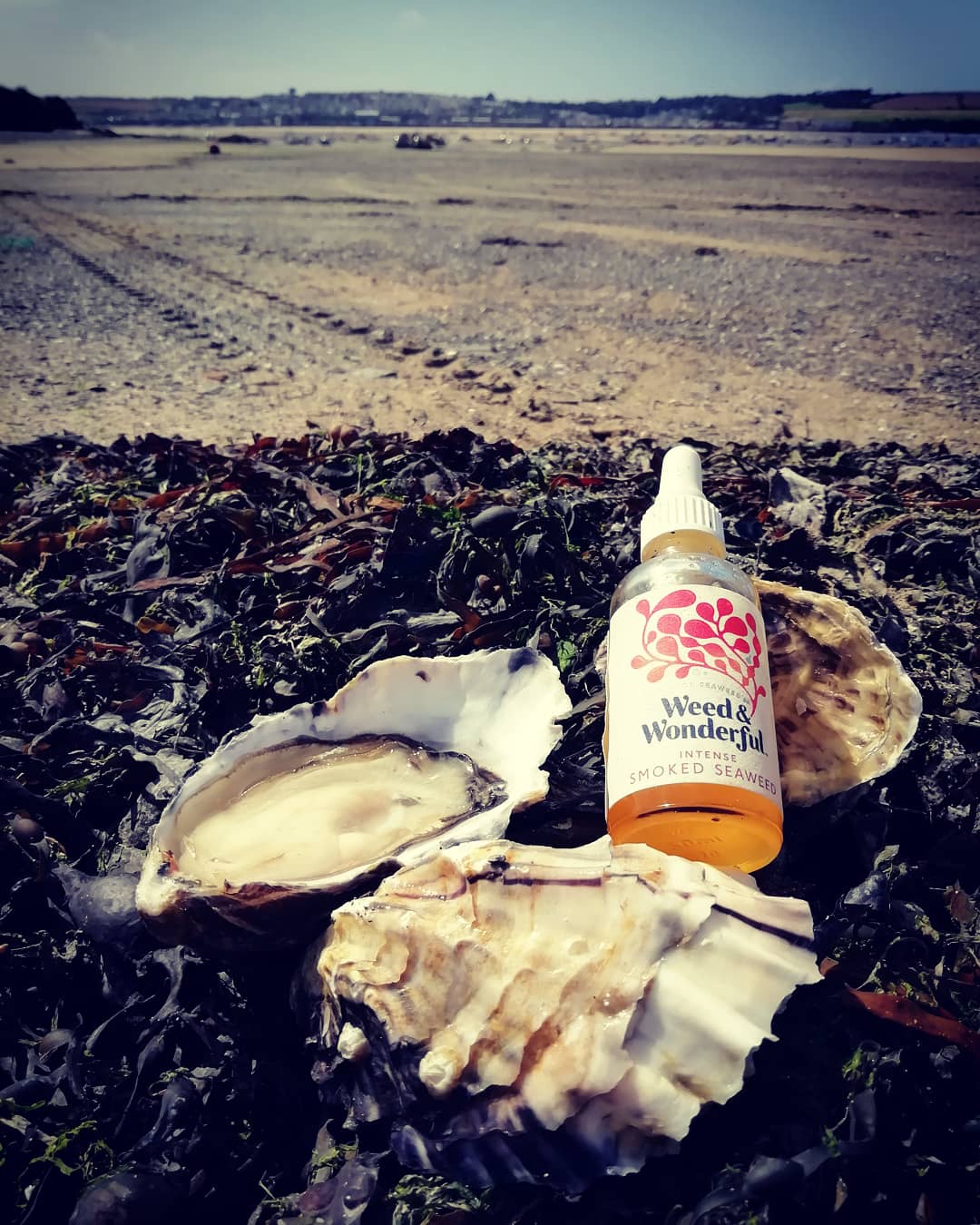 Shucking and tasting oysters on Porthilly Beach