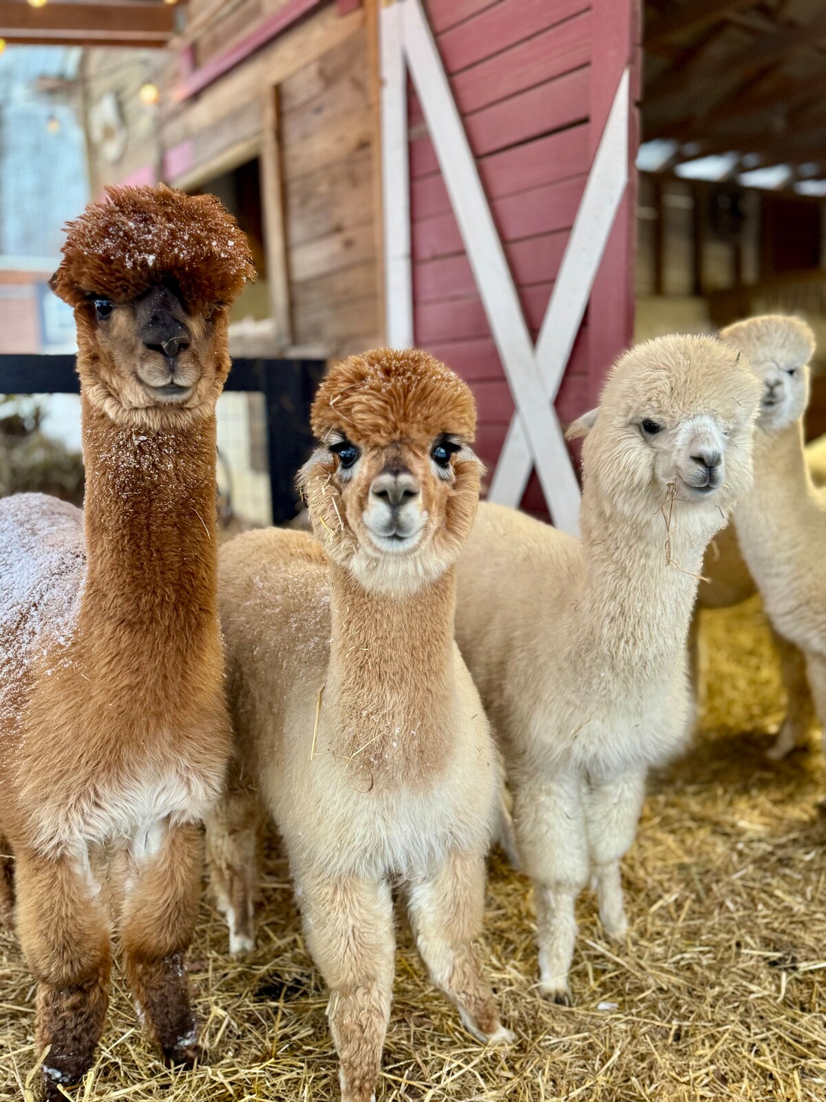 Feed and pet alpacas in their pastures