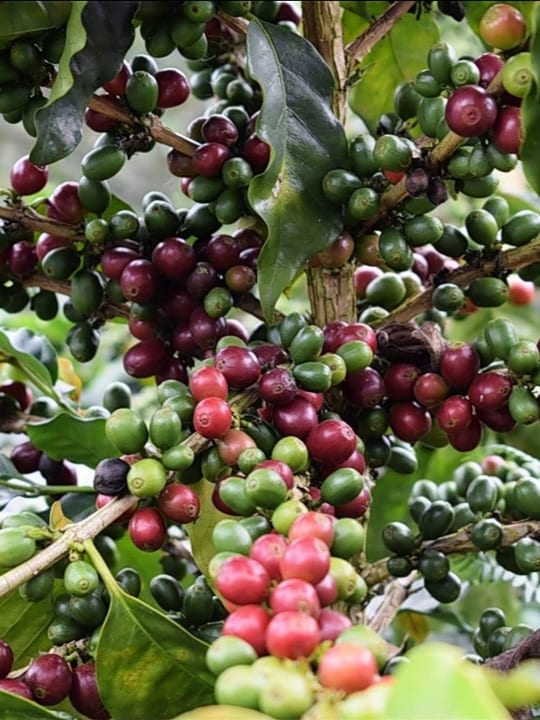 Explora una ruta del café