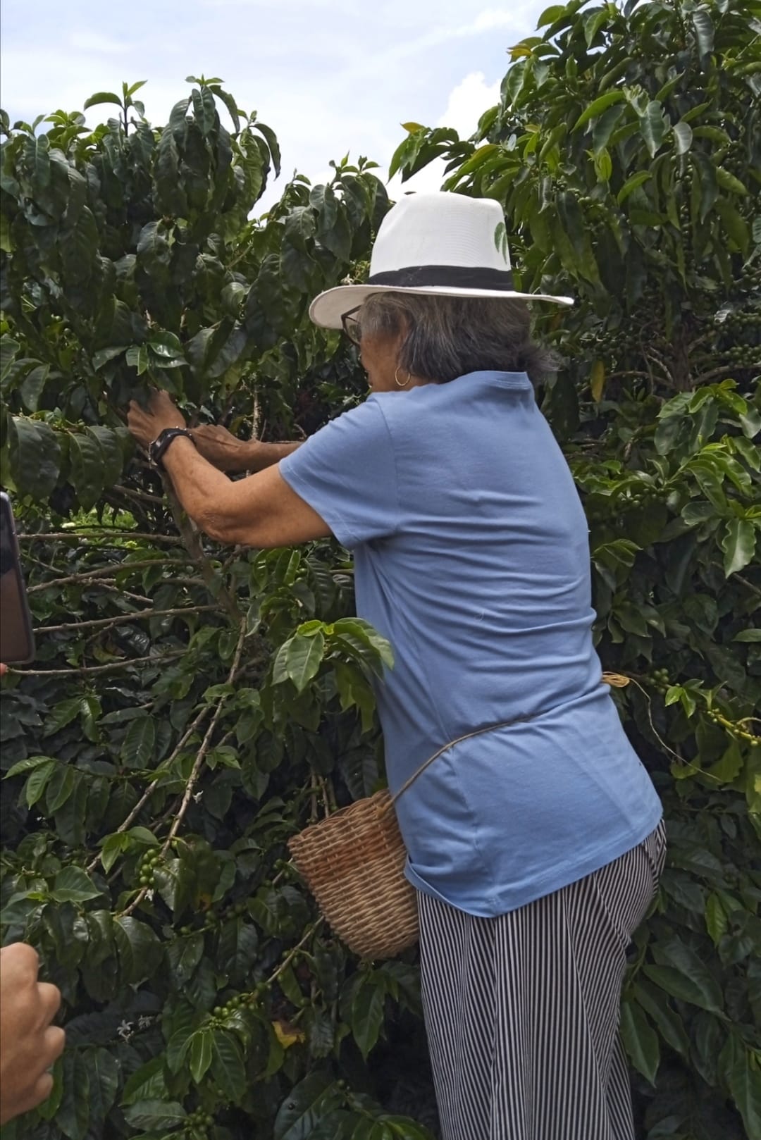 Explora una ruta del café