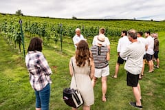 Descubre el vino espumoso inglés de la vid a la botella