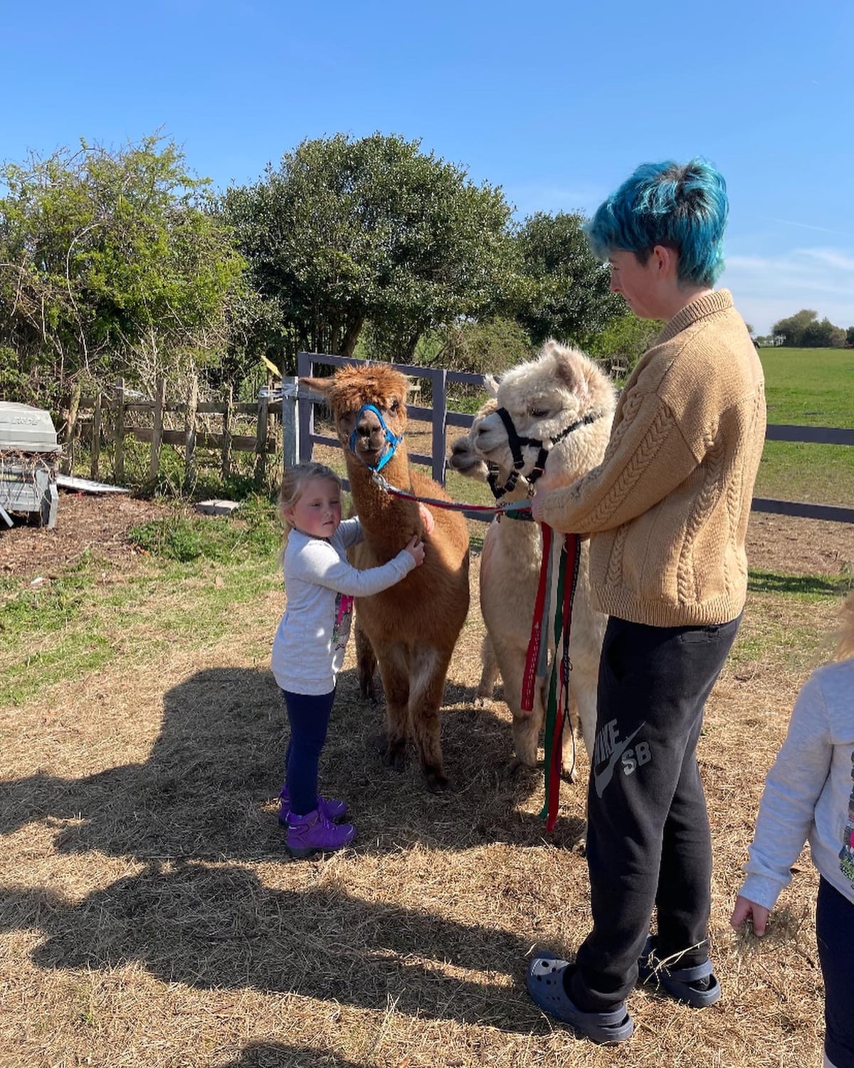 Alpaca herding cuddling feeding and walking
