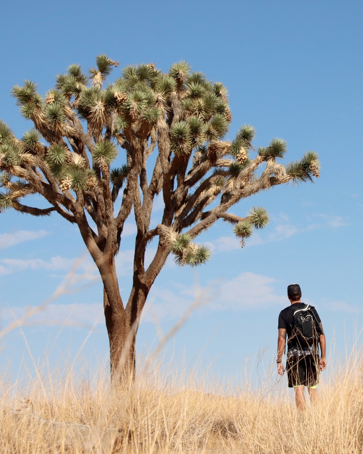 Explore Joshua Tree on a self-guided visit