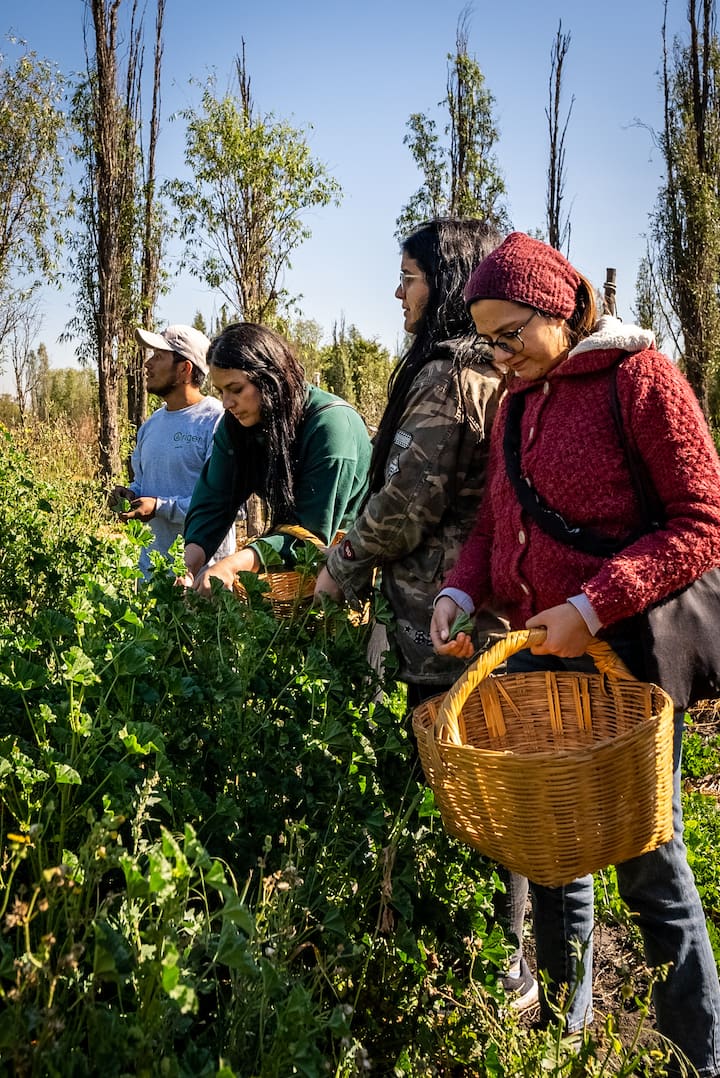 Cultiva y degusta maíz con agrónomos locales