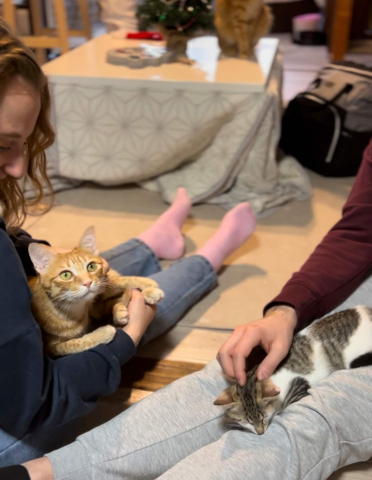 Rescue cats at the Maneki Machiya cat café