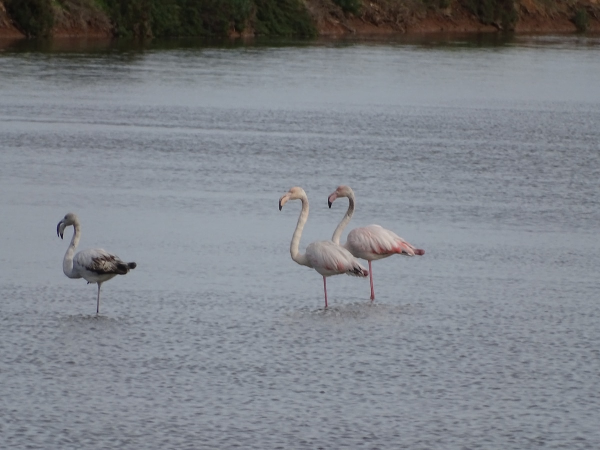 Birdwatching in Ria Formosa